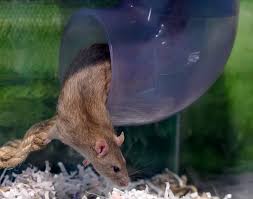 Brown and black rats inhabit both domestic and commercial gardens, given the conditions are suited to their needs. How To Keep Rats Out Of The Garden Night Or Day The Mercury News