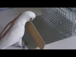 A list of goffin cockatoo for sale. Goffin Cockatoos Tool Making Youtube
