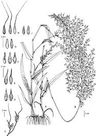 Image result for Arundinella