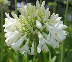 The next bush with white flowers is a very popular garden shrub…hydrangeas. New Agapanthus Blittza Pure White Flowers Excellent Garden Plant Ex 2 Litre Pot Ebay