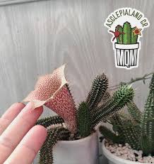 Image result for Orbea umbracula