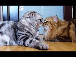 See more of valentine's day on facebook. Happy Valentine S Day Touching Moments Of Cute Cats And Kittens Youtube