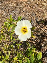 Image result for Turneraceae