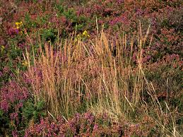 Image result for Agrostis pilgeriana