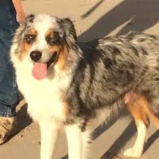 Find australian shepherd puppies and breeders in your area and helpful australian shepherd information. Miniature Australian Shepherd Puppies For Sale In Escalon California Classified Americanlisted Com