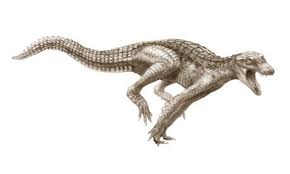 Watch Crocodile Running At Man In Florida Park Enclosure - Newsweek