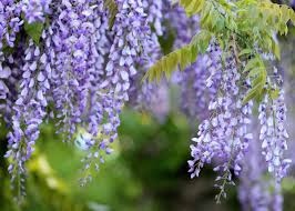 2 trees and shrubs <3. Wisteria How To Plant Grow And Care For Wisteria Vines The Old Farmer S Almanac