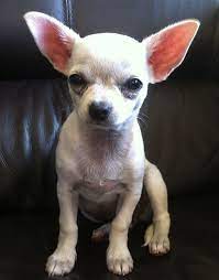 Pure White Chihuahua For Sale Pets Lovers