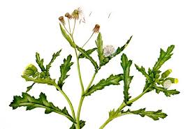 Image result for Senecio sp.no.4