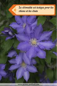 Clematite Toxique Pour Les Chiens Et Les Chats Chien Clematite Chat