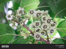 Maybe you would like to learn more about one of these? Close Flowering Tree Image Photo Free Trial Bigstock