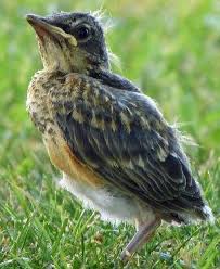 Our love of robins and habit of feeding them in our gardens goes back a very long way according to legend. Found A Baby Bird Here S What To Do