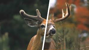 whitetail deer antler growth process legendary whitetails