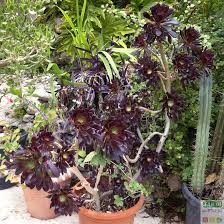 Aeonium Arboreum Atropurpureum Plantes Grasses Plante Creation Jardin