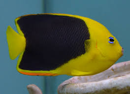 The head and front half portion of the body, and the caudal fin are a bright yellow. Something Fishy Aquarium Livestock Fish Rock Beauty Angel Medium