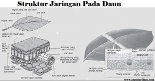 Fungsi stomata dalam mengatur pertukaran gas antara oksigen dan karbon dioksida pada daun, hal ini diperlukan dalam mengatur jalur metabolisme seperti fotosintesis dan respirasi anaerobik dalam sel tumbuhan. Fungsi Daun Pengertian Struktur Jenis Contohnya Lengkap