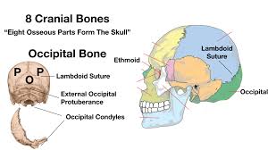 The occipital bone (/ ˌɒkˈsɪpɪtəl /) is a cranial dermal bone and the main bone of the occiput (back and lower part of the skull). Skull Anatomy Cranial Bone And Suture Labeled Diagram Names Mnemonic Ezmed