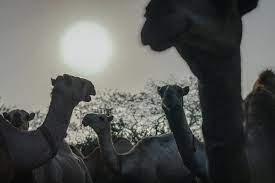 A comprehensive battery of neuropsychological tasks designed to assess semantic memory, visuoperceptual function. With Giant Swabs And Grumpy Camels Kenya Hunts For Next Deadly Virus