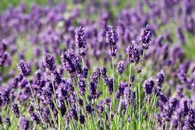 I tell my patients that i am delighted if they get better. What Is Lavender Hgtv