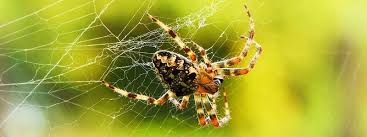 General Ant & Cockroach Pest Infestations Control Sunshine Coast | Suncoast  Pest Solutions Sunshine Coast Pest Control