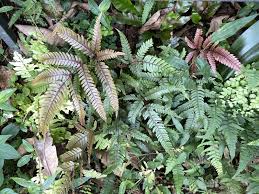 Image result for Pteris