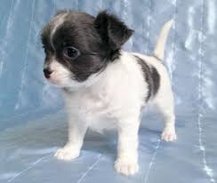pin on more chihuahuas