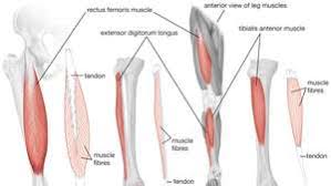 The leg muscles are organized in 3 groups: Quadriceps Femoris Muscle Anatomy Britannica