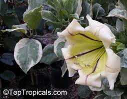 Image result for Solandra maxima