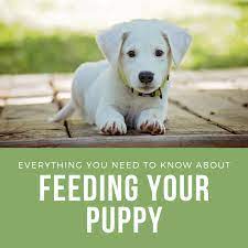 As a result, you do not need to feed your puppy supplements. Everything You Need To Know About Feeding A Puppy Pethelpful