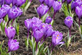 Die richtige pflanzzeit für frühlingskrokusse ist der herbst. Krokusse Pflanzen Standort Und Pflege Brigitte De