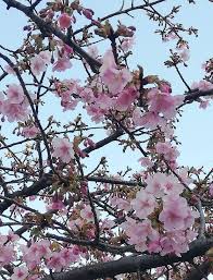 【公開日】2021年1月15日(金) 【次回更新】2021年2月5日(金) ※配布状況は各店にて異なります。 また特典の配布は無くなり次第終了となります。 詳しくは各店舗にお問い合わせください。 3æœˆ8æ—¥ æ¾æˆ¸æ²³æ´¥æ¡œã¾ã¤ã‚Šé€£å‹•ã‚¤ãƒ™ãƒ³ãƒˆ Acostaã‚³ã‚¹ãƒ—ãƒ¬ã‚¤ãƒ™ãƒ³ãƒˆã¯ä¸­æ­¢ãŒç™ºè¡¨ æ¾æˆ¸ãƒ­ãƒ¼ãƒ‰ æ¾æˆ¸ã®åœ°åŸŸæƒ…å ±