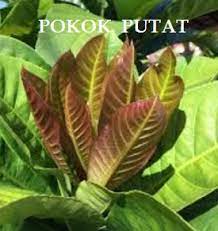 We did not find results for: Anim Agro Technology Pucuk Putat Sejenis Ulam