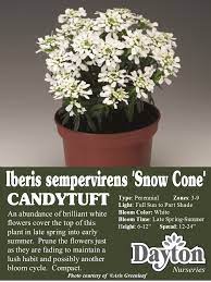 Iberis Semp Snow Cone Candytuft An Abundance Of Brilliant White Flowers Cover The Top Of This Plant In Late Spring In Plants Summer Plants White Flowers