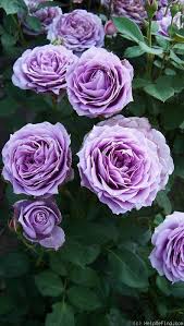 Poseidon Aka Novalis Rose Floribunda Roses Rose Beautiful Flowers