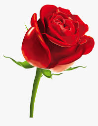 Globalrose.com has been visited by 10k+ users in the past month Rose Png Picture Valentines Day Rose Transparent Png Transparent Png Image Pngitem