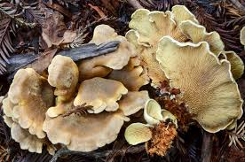 Image result for Paxillus panuoides