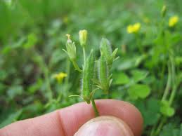 Image result for Oxalis corniculata