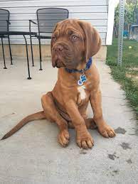 Moses 12 Weeks Old Dogue De Bordeaux French Mastiff Chien Chat Chien Animaux