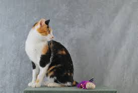 trehcvetnye koshki vidy i mistika interesnoe o okrase