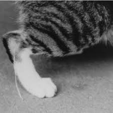 Guinea Worm In A Laboratory Cat Infected With Cyclops From A Pond In Download Scientific Diagram Give joy to your baby! laboratory cat infected with cyclops
