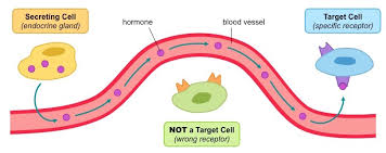 (abnormal cell with ringed appearance): Endocrine System Bioninja