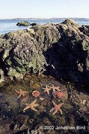 Maine Tide Pool Tide Pools Pool Drawing Beautiful Ocean
