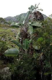 Image result for Strelitzia caudata