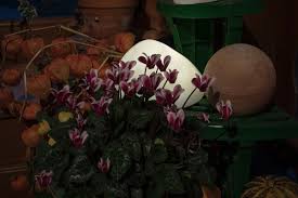 Solarstein 17x10 5 Cm Solar Lampe Gartendekoration Dekoration Garten Sport Freizeit Haus Garten Beachandpool D Gartendekoration Dekoration Garten