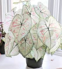24 Most Beautiful Tropical Foliage Houseplants In 2020 House Plants Indoor Plants Tropical Foliage