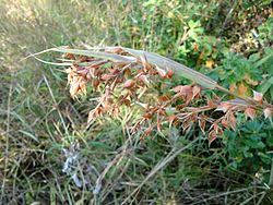 Image result for Hyparrhenia anamesa