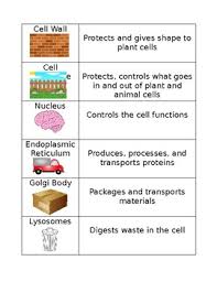 Plant and animal cell worksheets. Match Cell Organelles