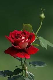 Image result for rose images