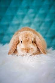We did not find results for: Bunny Pictures Hq Download Free Images On Unsplash