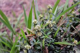 Image result for Spermacoce verticillata